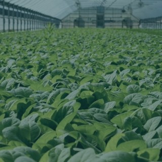 plants